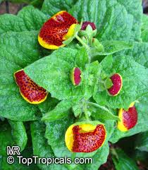 Image result for Calceolaria