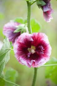 Attēlu rezultāti vaicājumam “Alcea rosea bud”