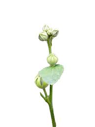 Attēlu rezultāti vaicājumam “Alcea rosea bud”