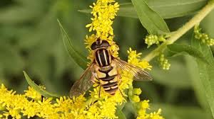 Attēlu rezultāti vaicājumam “Helophilus pendulus”