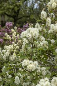 Attēlu rezultāti vaicājumam “Fothergilla major”