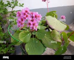 Attēlu rezultāti vaicājumam “Bergenia crassifolia”