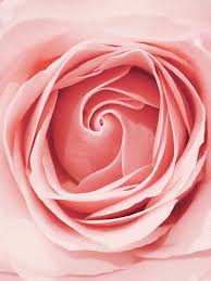 Image result for FOTO ROSA