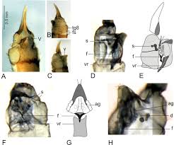 Attēlu rezultāti vaicājumam “Trichocera regelationis”