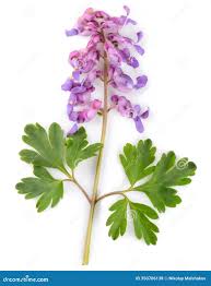 Attēlu rezultāti vaicājumam “Corydalis solida leaf”
