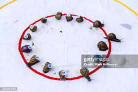 Image result for World Snail Racing Championships