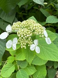 Attēlu rezultāti vaicājumam “Hydrangea arborescens subsp. discolor flower”