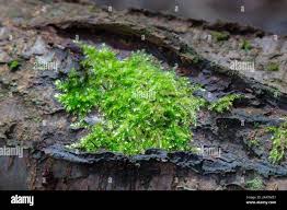 Attēlu rezultāti vaicājumam “Dicranella heteromalla”