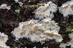 Attēlu rezultāti vaicājumam “Phlebia serialis”