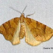 Attēlu rezultāti vaicājumam “Eulithis mellinata”