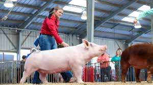 Bildresultat för pigs