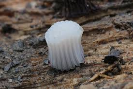 Attēlu rezultāti vaicājumam “Stemonitis fusca”