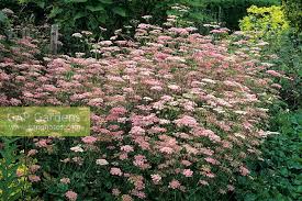 Image result for Pimpinella major