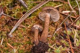 Attēlu rezultāti vaicājumam “Inocybe lanuginosa”