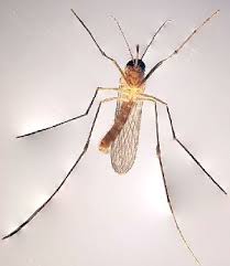 Attēlu rezultāti vaicājumam “Culex pipiens female”