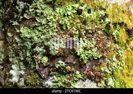 Attēlu rezultāti vaicājumam “Pleurosticta acetabulum”