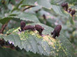 Attēlu rezultāti vaicājumam “Tetraneura ulmi”