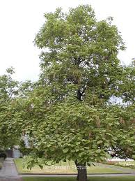 Attēlu rezultāti vaicājumam “Catalpa ovata”