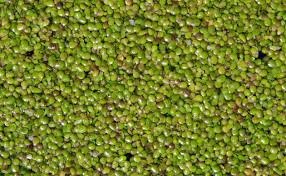 Attēlu rezultāti vaicājumam “Lemna gibba”