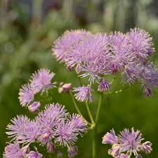 Attēlu rezultāti vaicājumam “Thalictrum aquilegifolium fruit”