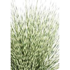 Image result for Miscanthus sinensis Zebrina