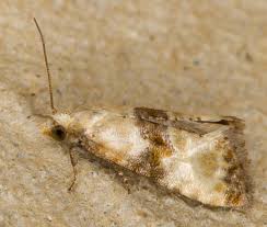 Attēlu rezultāti vaicājumam “Eupoecilia angustana”