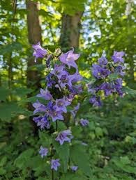Attēlu rezultāti vaicājumam “Campanula trachelium flower”