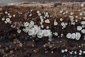 Attēlu rezultāti vaicājumam “Lachnum virgineum”