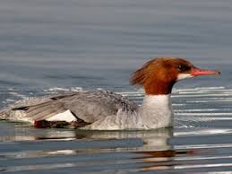 Attēlu rezultāti vaicājumam “Mergus merganser female”
