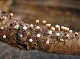 Attēlu rezultāti vaicājumam “Craterium leucocephalum”