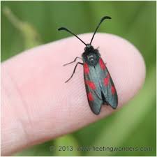 Attēlu rezultāti vaicājumam “Zygaena viciae”