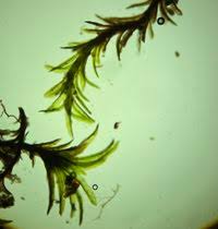 Attēlu rezultāti vaicājumam “Gyroweisia tenuis”