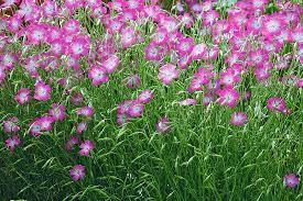 Image result for Kornrade