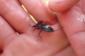 Attēlu rezultāti vaicājumam “Nepa cinerea imago”