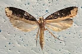 Attēlu rezultāti vaicājumam “Scardia boletella”