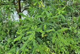 Image result for Laburnum anagyroides