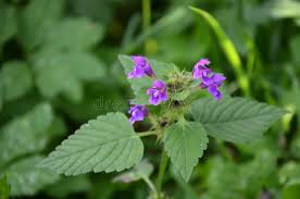 Attēlu rezultāti vaicājumam “Galeopsis tetrahit flower”