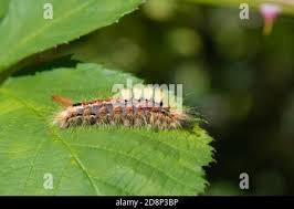 Attēlu rezultāti vaicājumam “Orgyia antiqua”