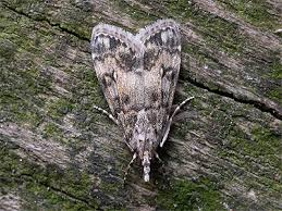 Attēlu rezultāti vaicājumam “Eudonia lacustrata”