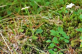 Attēlu rezultāti vaicājumam “Moneses uniflora leaf”