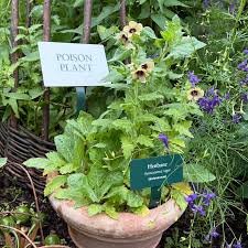 Attēlu rezultāti vaicājumam “Hyoscyamus niger”