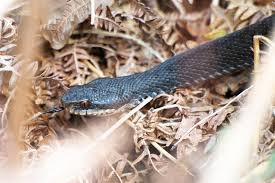 Attēlu rezultāti vaicājumam “Vipera berus”