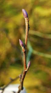Attēlu rezultāti vaicājumam “Alnus glutinosa bud”