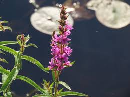 Attēlu rezultāti vaicājumam “Lythrum salicaria fruit”
