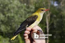 Attēlu rezultāti vaicājumam “Oriolus oriolus female”