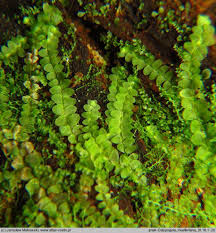 Attēlu rezultāti vaicājumam “Calypogeia muelleriana”