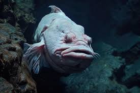 Image result for blobfish