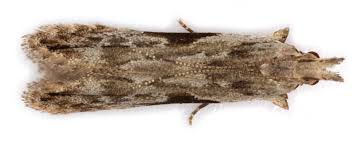 Attēlu rezultāti vaicājumam “Hypatima rhomboidella”