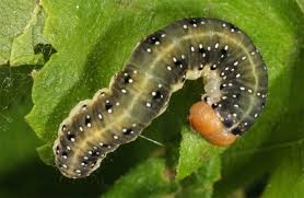 Attēlu rezultāti vaicājumam “Achlya flavicornis”