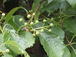 Attēlu rezultāti vaicājumam “Sorbus alnifolia”